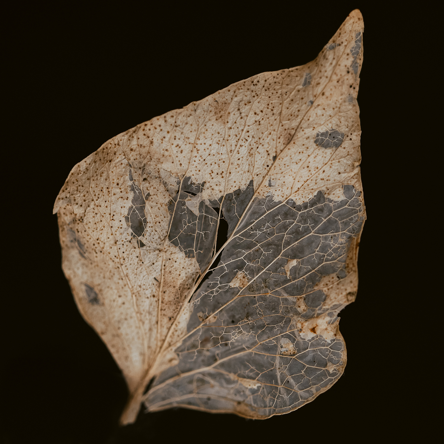 Transience