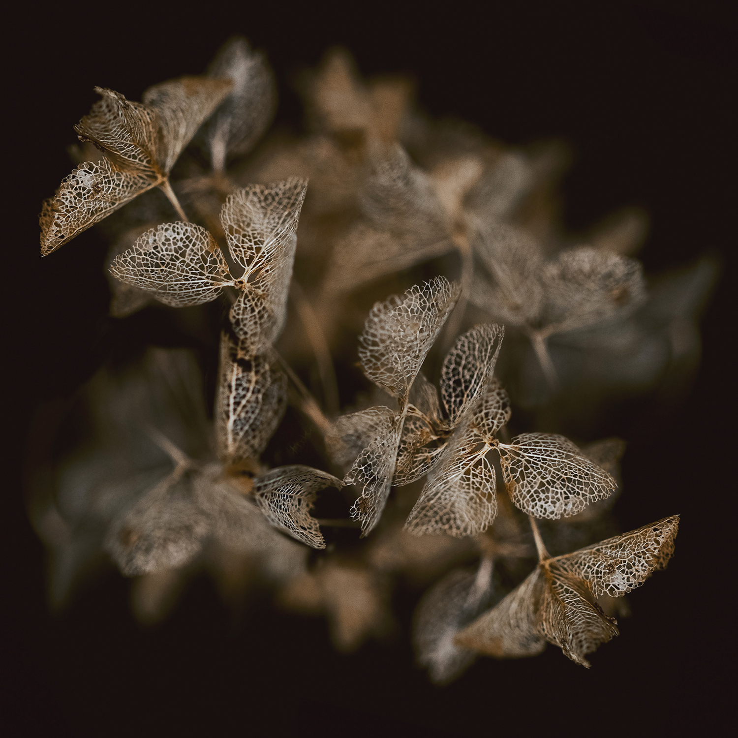 Hydrangea