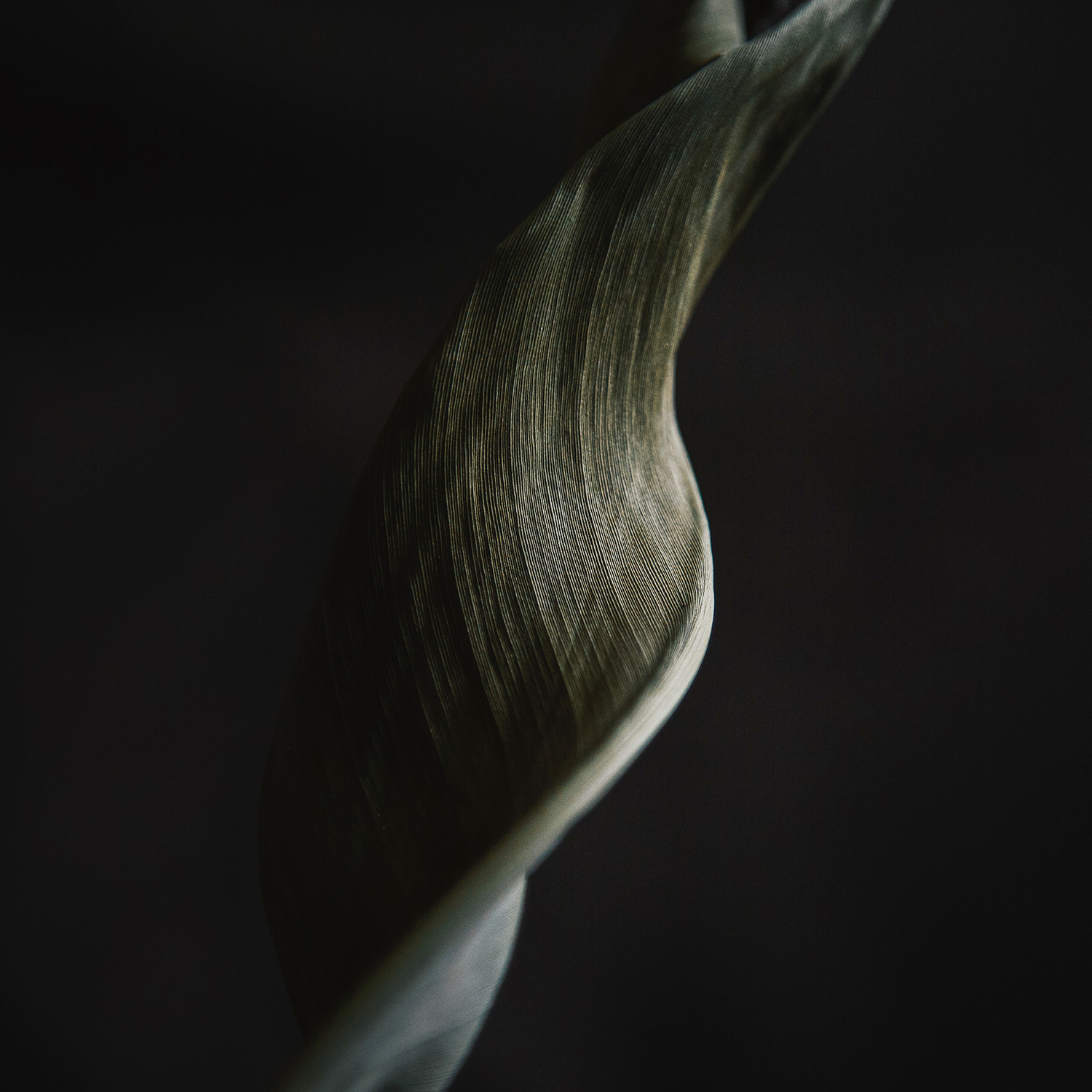 Strelitzia
