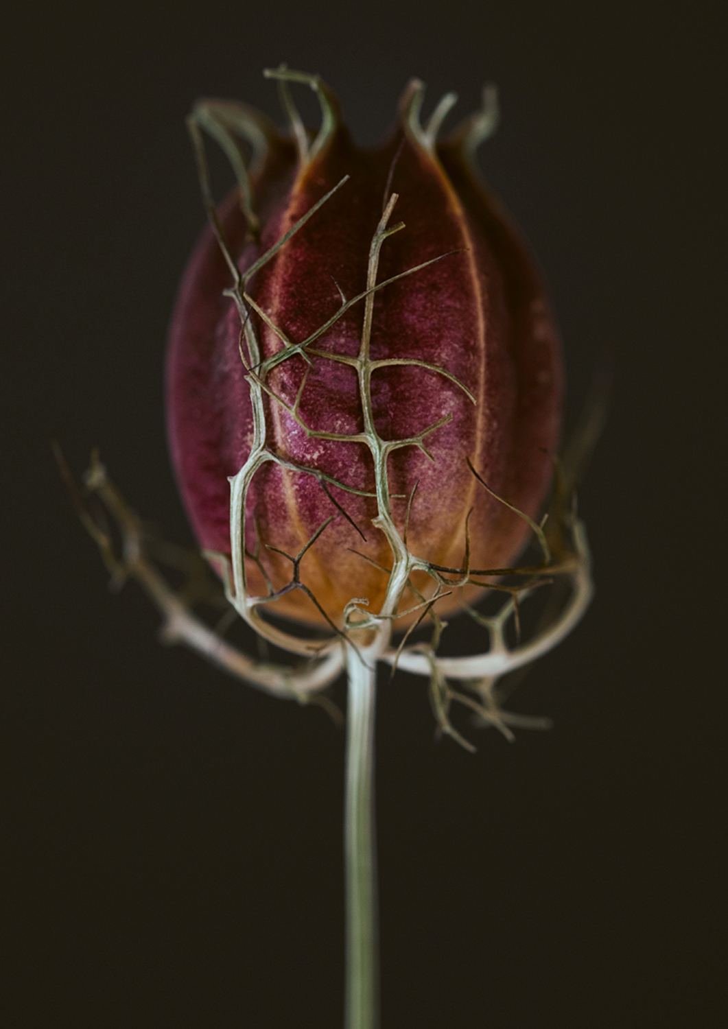 Nigella