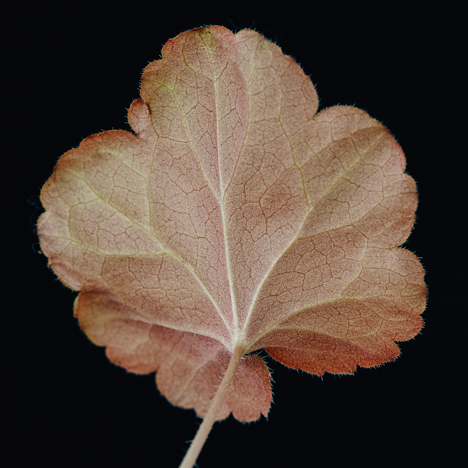 Ornamental