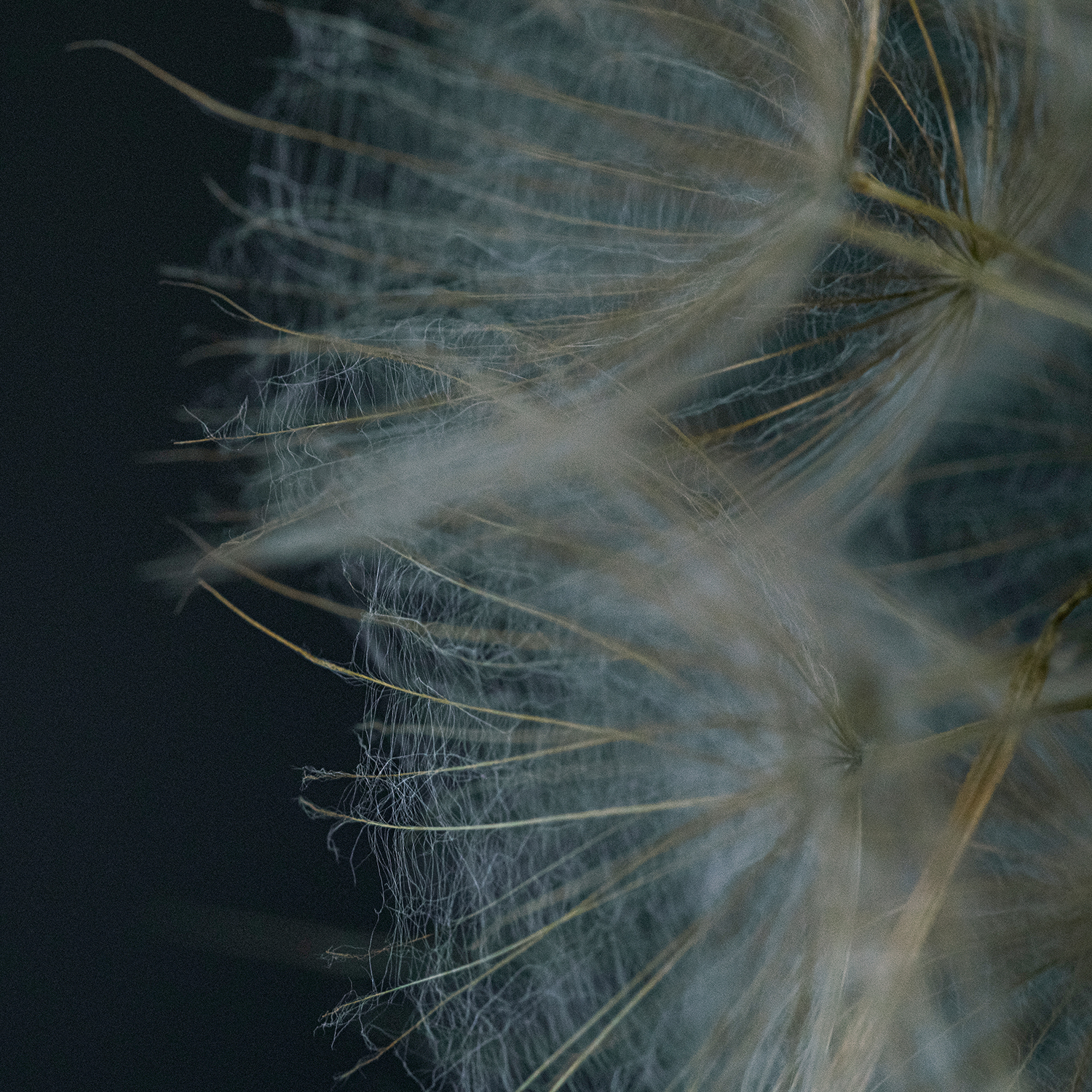 Mythical Dandelion