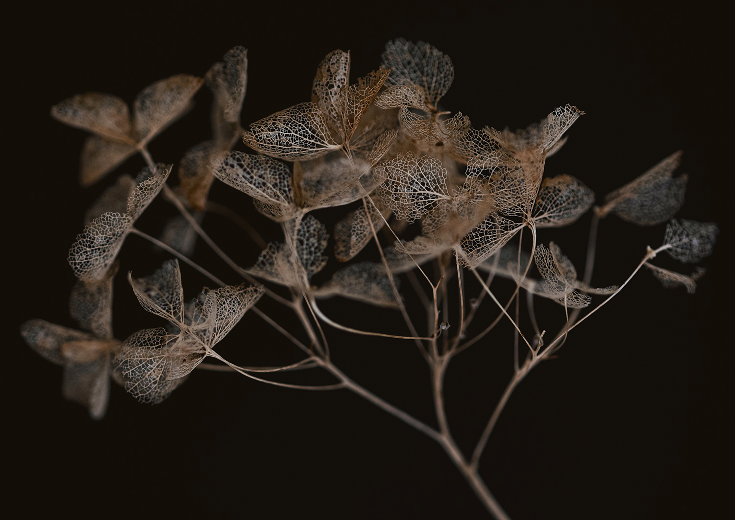 Hortensia